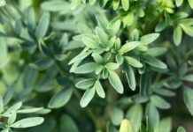 8 benefícios da arruda para a saúde e como usá-la