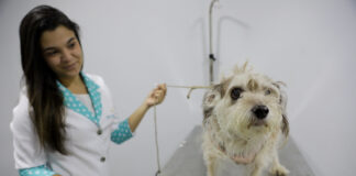 Credenciamento de lojas e clínicas veterinárias para atender a cartões Ração e Castração está aberto