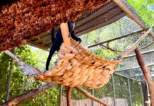 Adaptações nos cuidados asseguram conforto e saúde para os animais do Zoológico de Brasília durante o período chuvoso