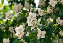 Jasmim: benefícios para a saúde e como usar com segurança