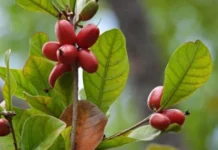 3 em 1: a planta que é exótica, funcional e decorativa