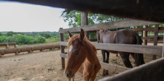 Apreensões de animais de grande porte triplicam no DF, ampliando adoções nos últimos anos