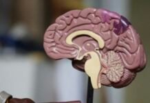 Cientistas brasileiros mapeiam 129 novos caminhos genéticos contra Alzheimer