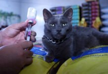 Raiva animal e leishmaniose: saiba como prevenir e agir em casos confirmados de doenças