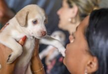 Campanha de castração de cães e gatos gratuita oferece 1,8 mil vagas na próxima semana