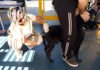 Vacinação de cães e gatos contra a raiva pode ser feita de segunda a sexta-feira