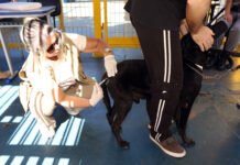 Vacinação de cães e gatos contra a raiva pode ser feita de segunda a sexta-feira