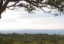 Valor da produção florestal tem queda acentuada no DF em 2025, aponta IBGE