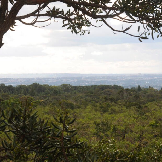 Edital cria nova frente para reforçar a recuperação do bioma do Cerrado