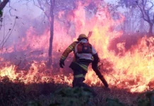 GDF proíbe uso de fogo em vegetação pelo alto risco de incêndios florestais